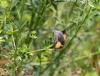 137911 – Photo : Dominique THAUVIN – France (45)