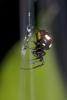 137285 – Photo : D. Martinez – Philippines