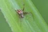 137485 – Photo : D. Martinez – Philippines