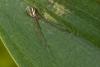 137008 – Photo : D. Martinez – Philippines
