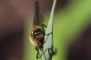137981 – Photo : Cochet Alain – France (40)