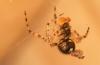 137104 – Photo : Christophe Quintin – France (21)