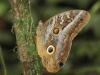 137602 – Photo : Christian Widmann – Brésil
