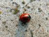 137061 – Photo : Lejoker – France (67)