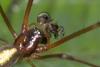 137006 – Photo : D. Martinez – Philippines