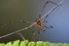 137687 – Photo : D. Martinez – Philippines