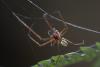 137690 – Photo : D. Martinez – Philippines
