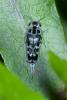 137330 – Photo : D. Martinez – Philippines