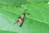 137331 – Photo : D. Martinez – Philippines