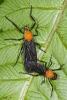 137785 – Photo : D. Martinez – Philippines