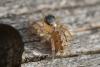 137245 – Photo : Fabricius – France (13)