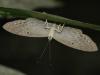 137498 – Photo : Christian Widmann – Brésil