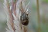137750 – Photo : Philippe Loncle – France (22)