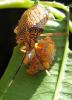 137113 – Photo : Edessa – Guyane française