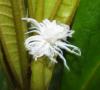 137073 – Photo : Yanissea – Guyane française