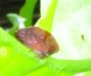 137478 – Photo : Yanissea – Guyane française