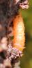 137925 – Photo : clovis – France (59)