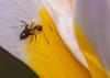 137029 – Photo : patrick derennes – France (44)