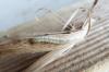137031 – Photo : Vita – France (53)