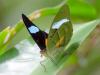 137923 – Photo : Christian Widmann – Brésil