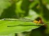 137673 – Photo : Anonyme – Sri Lanka