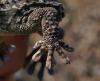 137095 – Photo : vanderbergh – France (66)