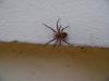 137561 – Photo : Vanessa Houssa – France (35)