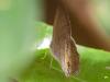 137889 – Photo : Christian Widmann – Brésil