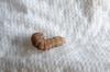 137030 – Photo : Vita – France (53)