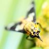 137584 – Photo : Mathurin CARNET – France (50)