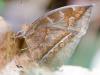 137905 – Photo : Christian Widmann – Brésil