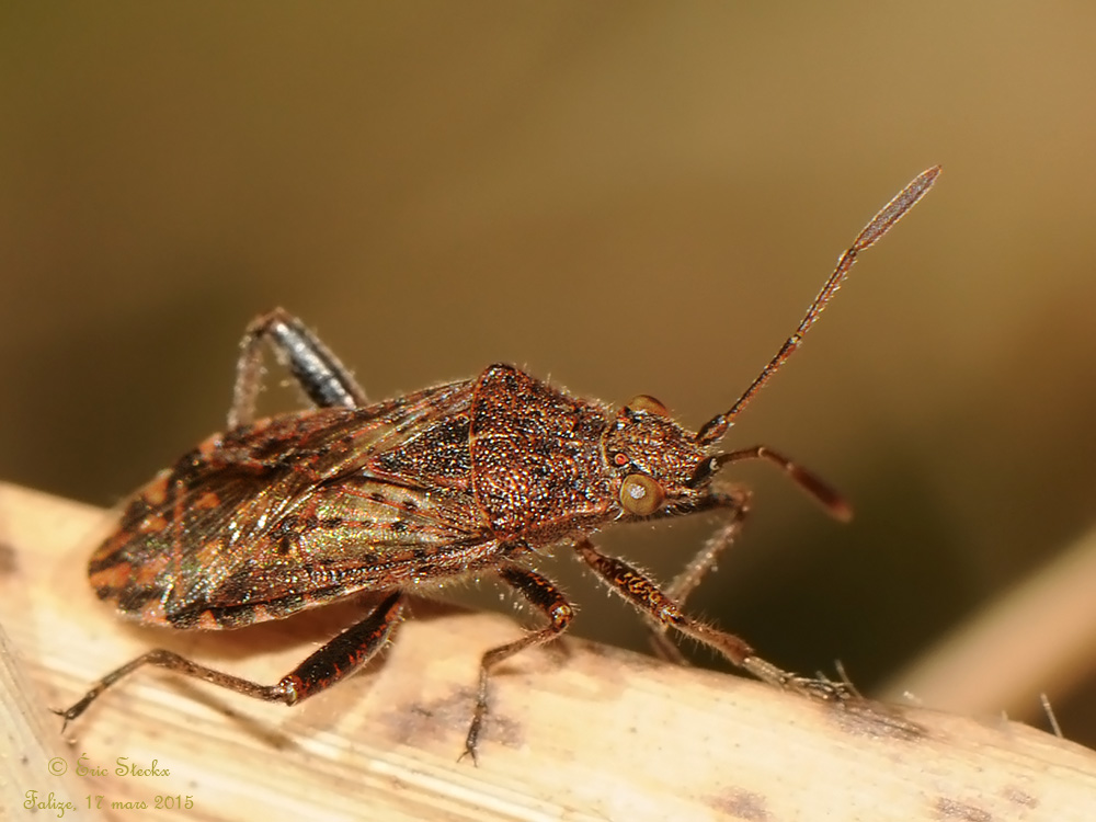Eric Steckx - Stictopleurus punctatonervosus - réf. 137059 (1000 x 750 pixels, 190 ko)