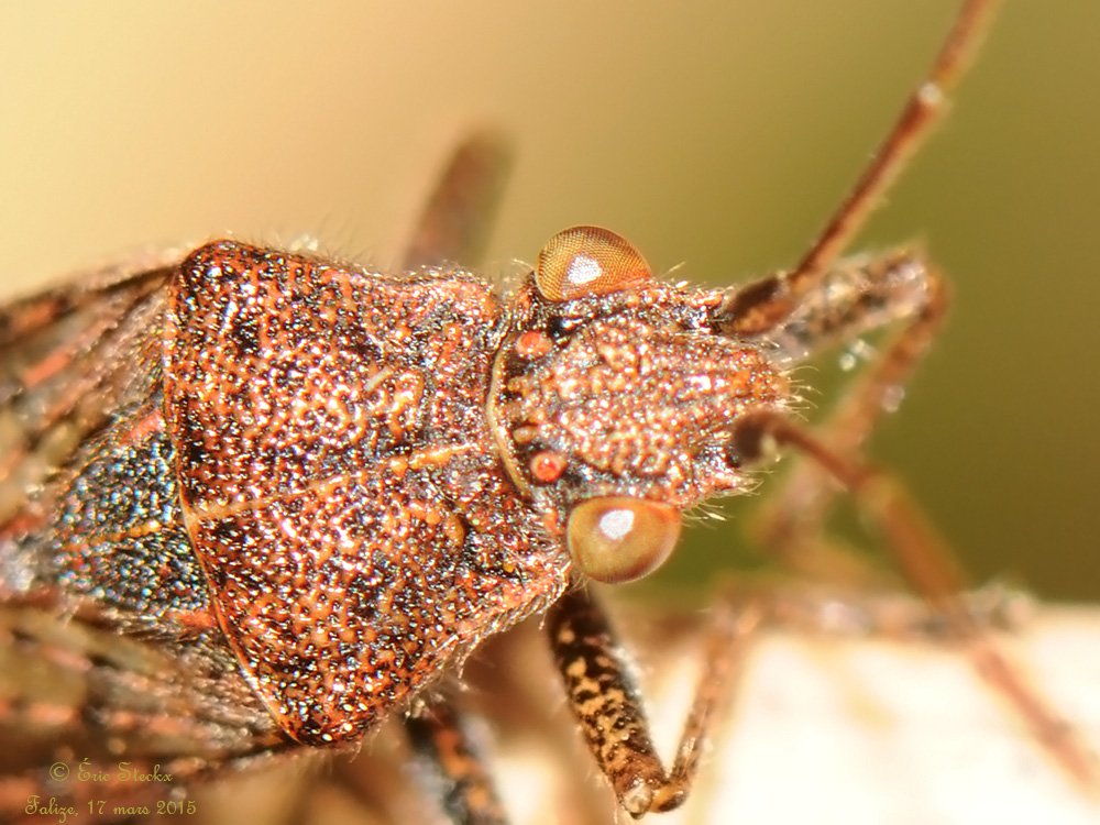 Eric Steckx - Stictopleurus punctatonervosus - réf. 137060 (1000 x 750 pixels, 148 ko)