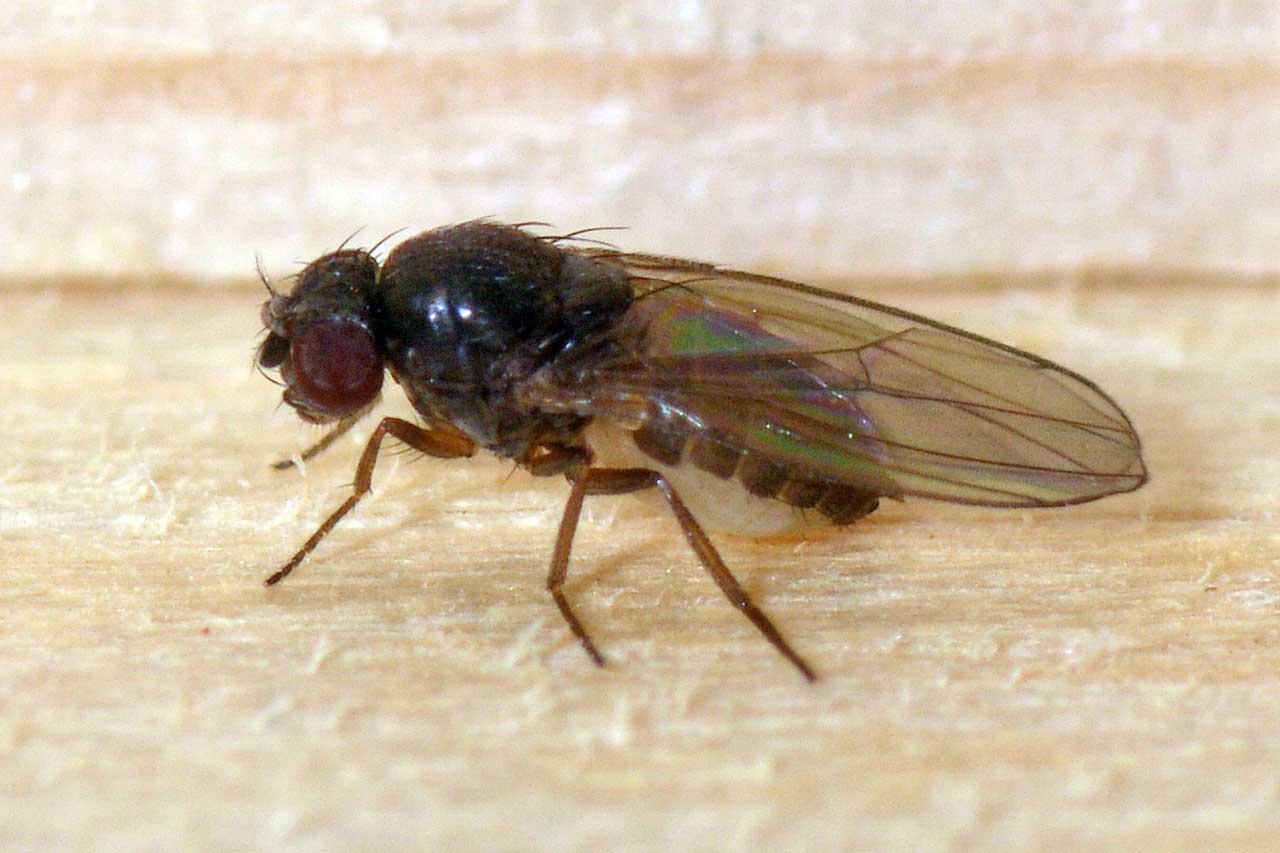 Christophe Quintin - Drosophila sp. - réf. 137929 (1280 x 853 pixels, 73 ko)