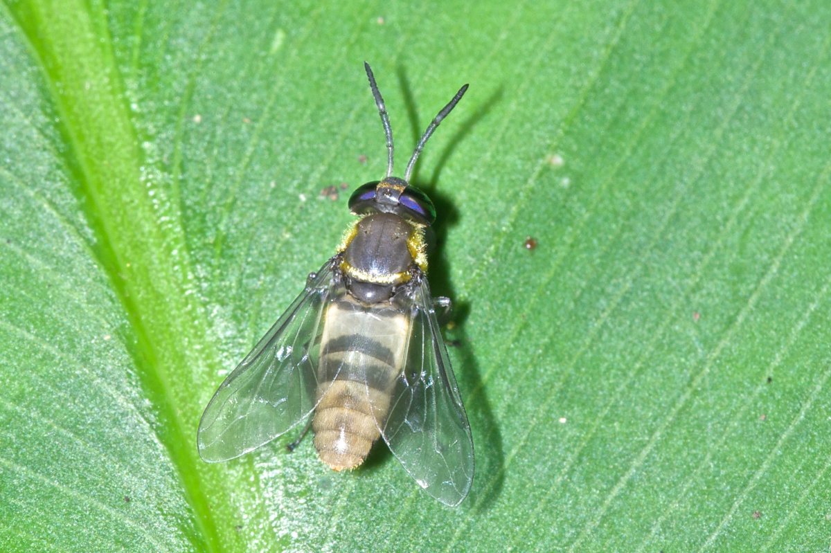 D. Martinez - Chrysops (Chrysops) signifer - réf. 137828 (1200 x 799 pixels, 199 ko)