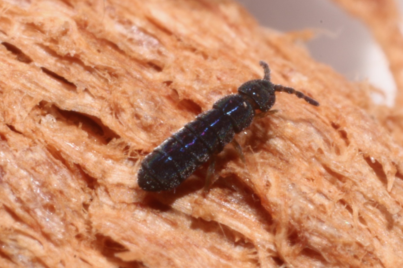 Réf. 137005 — ENTOGNATHA > Collembola > Isotomidae > Vertagopus