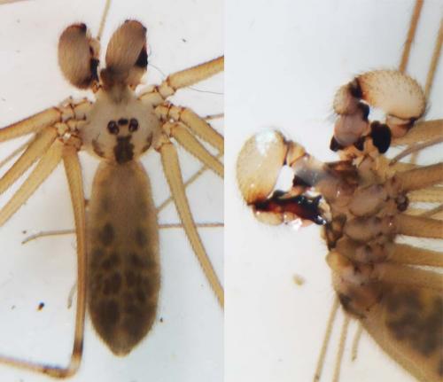 Réf. 138 434 : Pholcus opilionoides