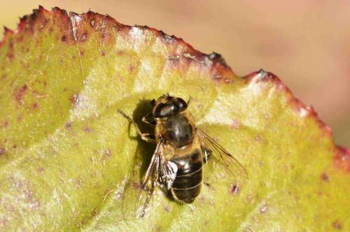 Eristalis tenax