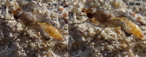 Réf. 138 274 : Tephrochlamys rufiventris