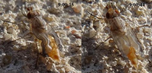 Réf. 138 275 : Tephrochlamys rufiventris