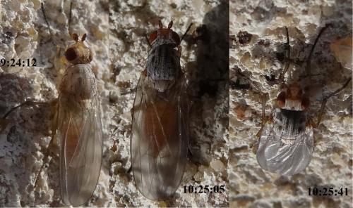 Réf. 138 276 : Tephrochlamys rufiventris