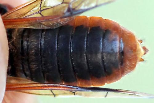 Trichiosoma vitellina