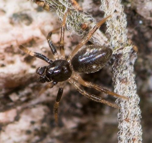Réf. 138 215 : Euryopis quinqueguttata