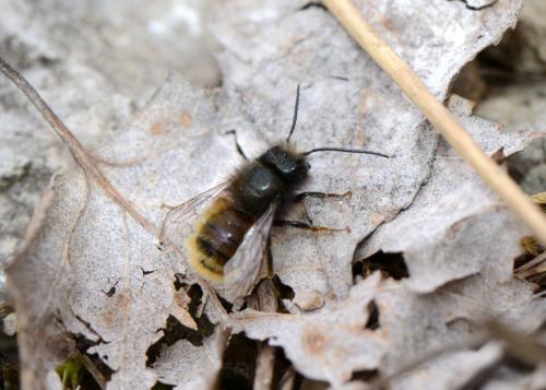 Osmia cornuta