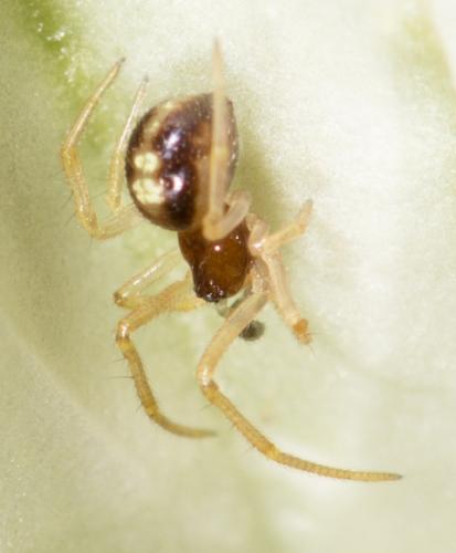 Neottiura bimaculata