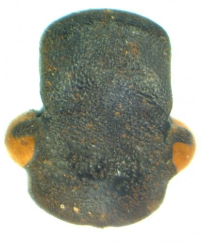 Réf. 138 045 : Osmoderma eremita