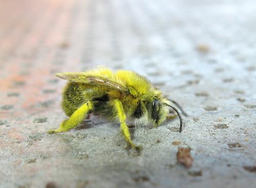 Anthophora plumipes