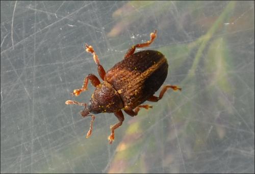 Réf. 138 412 : Lignyodes enucleator