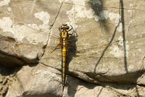 Orthetrum japonicum