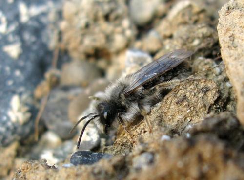 Réf. 138 433 : Andrena vaga